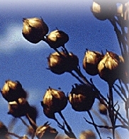 http://www.docelimao.com.br/images//flaxpic.jpg
