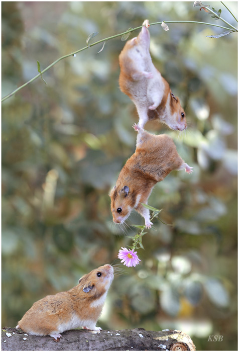 http://www.docelimao.com.br/images/3-hamsters.jpg