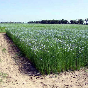 http://www.docelimao.com.br/images/linhaca_canteiro.jpg