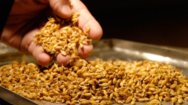 Como germinar grãos e sementes