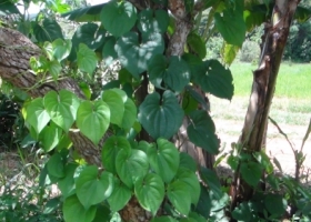 ERVAS NATIVAS
