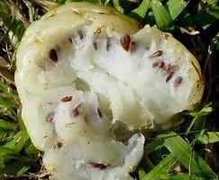 ERVAS NATIVAS