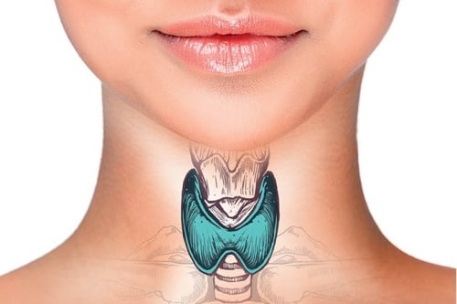 Glândula tiroide