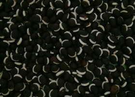 Mangalô - semente crioula