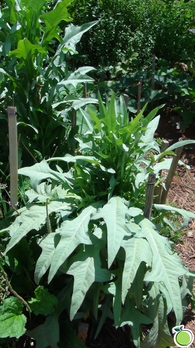 Galeria De Fotos Categoria Ervas Nativas Page 2