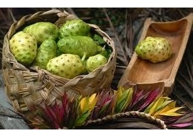 NONI FRUTA