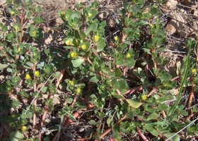 BELDROEGA