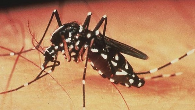 Dengue: visão holística + vários textos do Doce Limão