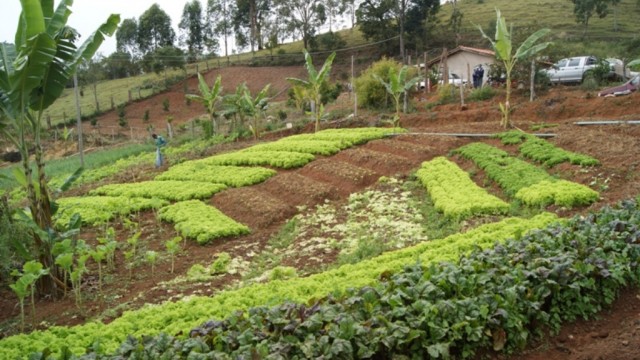 NBR Entrevista discute vantagens dos alimentos orgânicos para a população brasileira