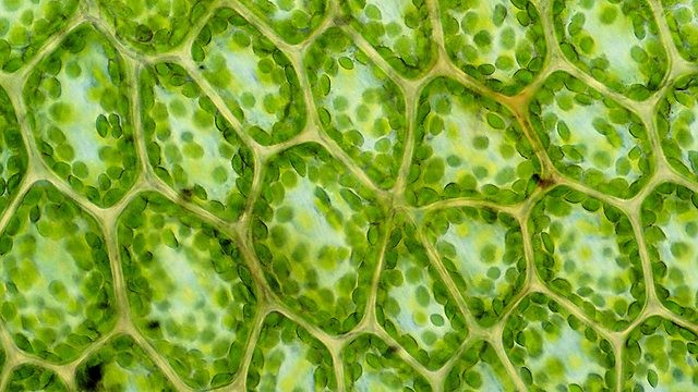 O milagre verde - A clorofila