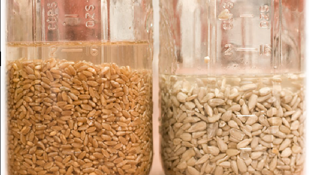 Por que deixar grãos e sementes de molho antes de consumi-los?