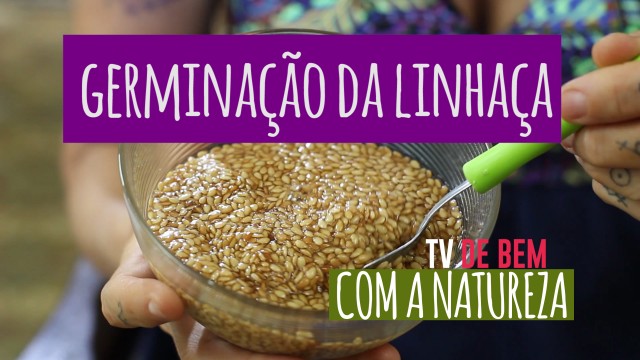 TV de Bem 12 - Germinação da Linhaça