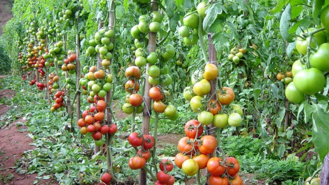Críticas e mal entendidos sobre agricultura orgânica - Parte 2