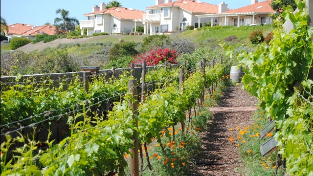 Hidropônicos ou Orgânicos? Parte 1