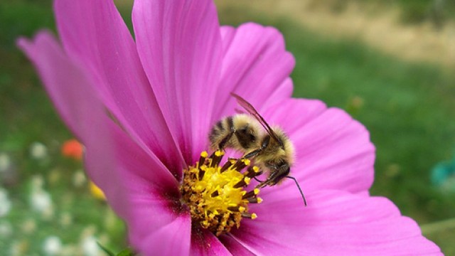 As Abelhas e a vida na Terra - Parte 1