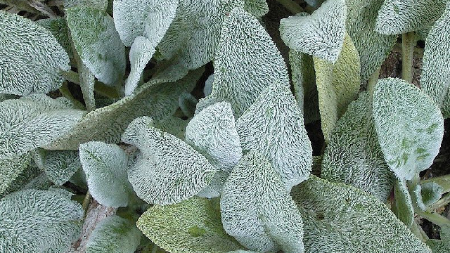 Plantas Alimentícias Não-Convencionais