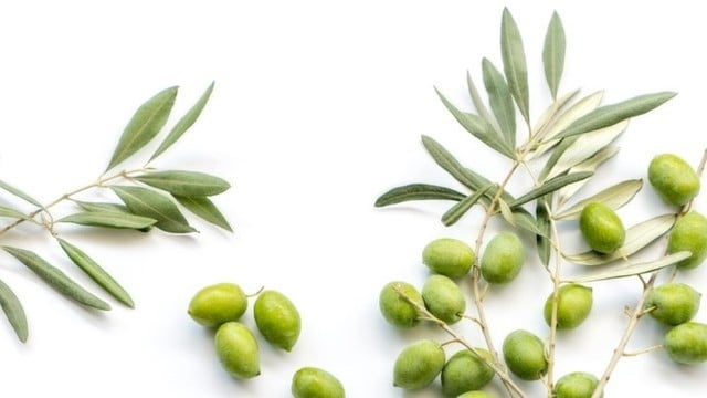 Folhas de oliveira & Benefícios para a saúde