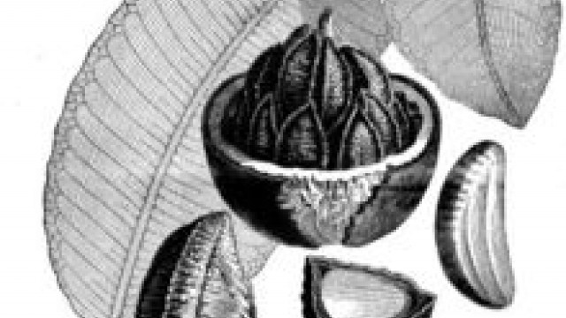 A Castanha-do-Pará