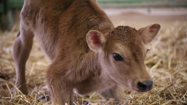 Vídeo: Palestra Gary Yourofsky