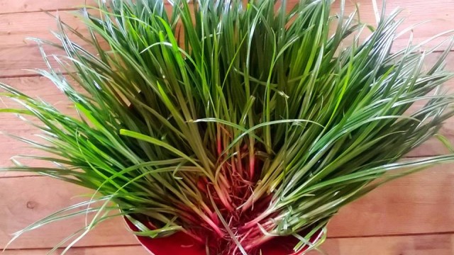 Uma Curiosidade sobre a tiririca