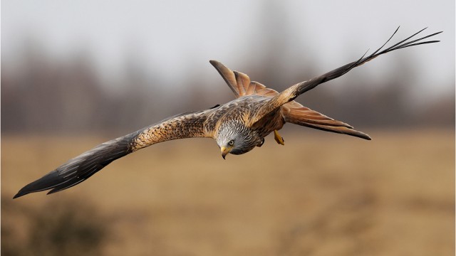 Audio: Palestra Alimentação Desintoxicante & Evolução Espiritual