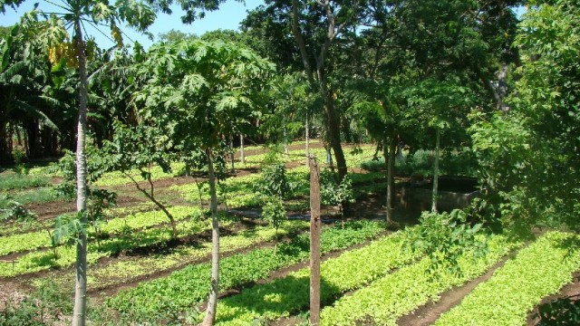 Agricultura Orgânica
