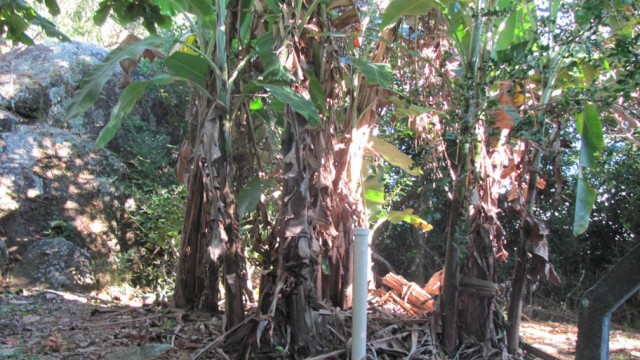 Vídeo: Horta Selvagem