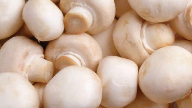 Quiche vivo de Cogumelo