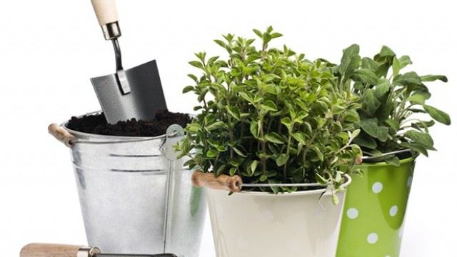 Vídeo - Compostagem caseira