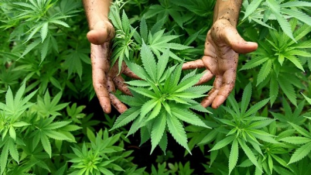 Noções Morfológicas e Taxonômicas para Identificação Botânica