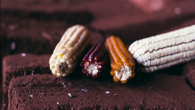 Galeria de fotos: brotos, sementes e germinados