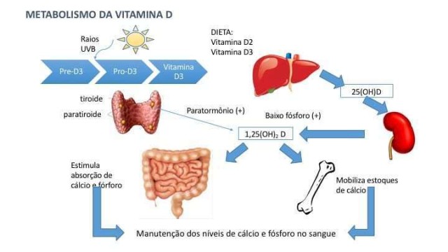 Vitamina D ativa: sua conversão depende da microbiota 'do bem' de nossos intestinos