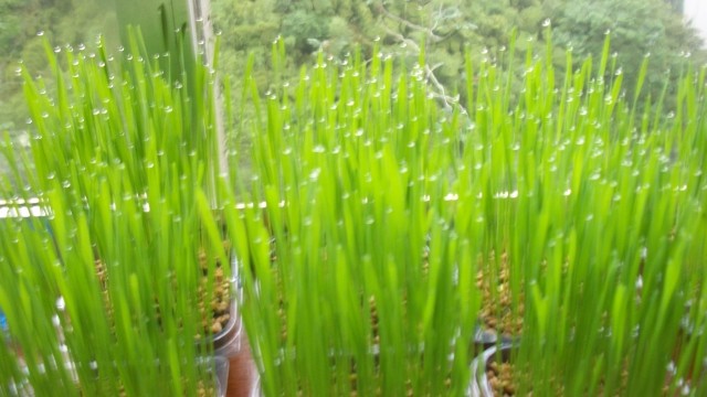Vídeos - Como preparar o Suco da Luz do Sol