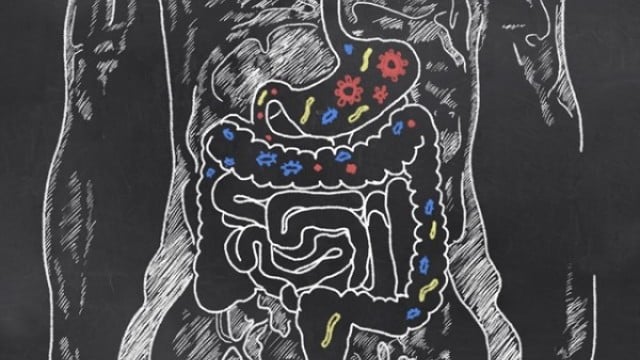 O eixo intestino-cérebro: Como os micróbios afetam o humor, a mente e muito mais