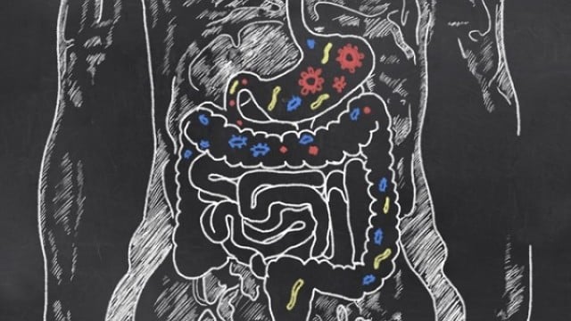 Cérebro e Intestino: descubra a conexão