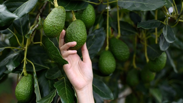 Live: Desafios da cultura agroecológica do abacate e avocado