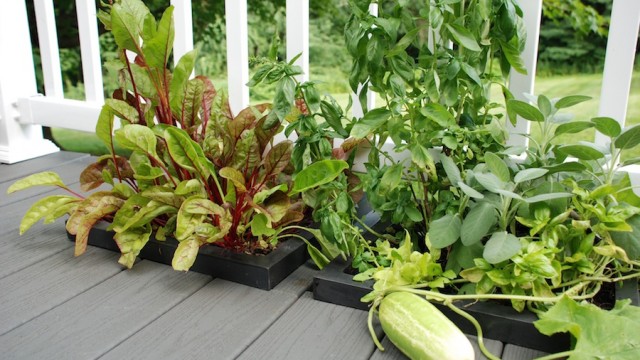 A Cruzinha de uma Crudívora