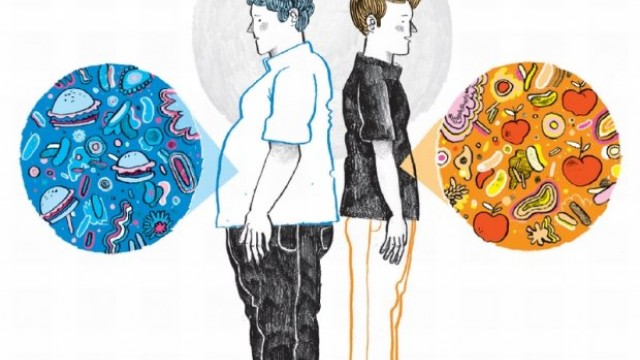 Utilização de bactérias intestinais modificadas para redução da obesidade