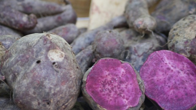 Batatas Doces = Ipomoea batatas