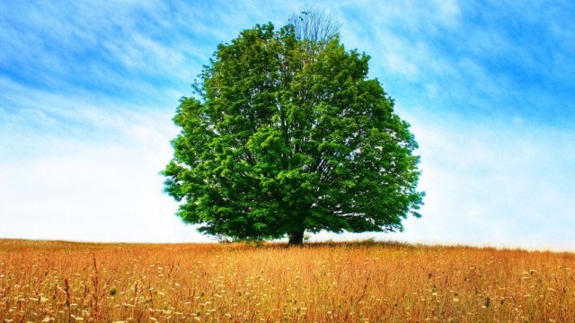 Cartilha - a árvore do consumo consciente