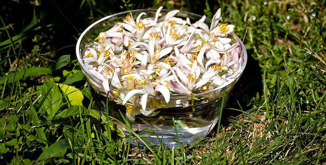 Floral de limão e laranja