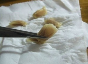 Sementes de limão hidratadas