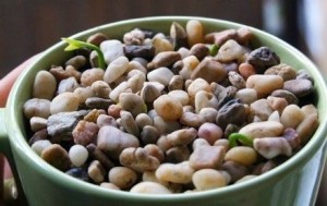 Sementes de limão hidratadas e sem pele