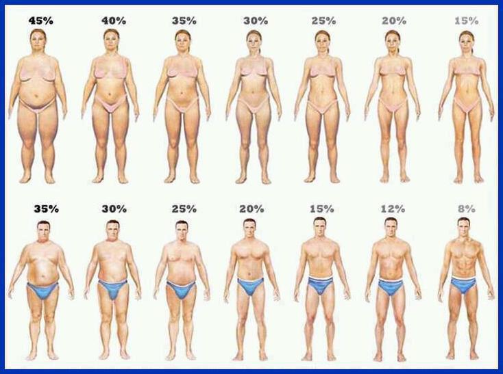 procentagem-gordura.jpg