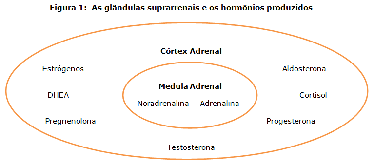 O Sal e as Glândulas Adrenais